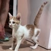 LEVI, chaton créole mâle