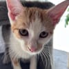 LEVI, chaton créole mâle