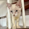 MARIE, chaton femelle type européen