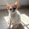 MIEL, chaton créole mâle