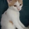 MIEL, chaton créole mâle