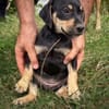 AELYS, chiot femelle Berger Créole
