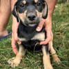 AELYS, chiot femelle Berger Créole