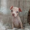 BOUBA, chiot Berger Créole mâle