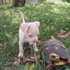 BOUBA, chiot Berger Créole mâle