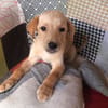 MYLO, chiot Berger Créole mâle