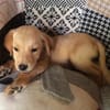MYLO, chiot Berger Créole mâle