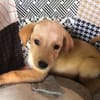 MYLO, chiot Berger Créole mâle