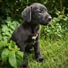 NYMEA, chiot femelle Berger Créole
