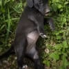 NYMEA, chiot femelle Berger Créole