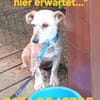 LILO sucht ihr Kuschelkörbchen