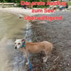LILO sucht ihr Kuschelkörbchen