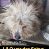 LILO sucht ihr Kuschelkörbchen