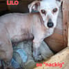 LILO sucht ihr Kuschelkörbchen