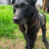 Amy-Sensible Hundedame sucht ihr Für-Imm