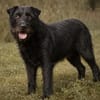 Amy-Sensible Hundedame sucht ihr Für-Imm
