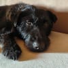 Amy-Sensible Hundedame sucht ihr Für-Imm