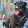 Amy-Sensible Hundedame sucht ihr Für-Imm