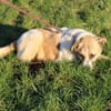Grisu - wunderbarer Familienhund