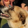 Grisu - wunderbarer Familienhund