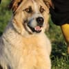 Grisu - wunderbarer Familienhund