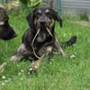 Bricko sucht liebevolles Zuhause