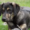 Bricko sucht liebevolles Zuhause