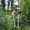 Chum - ein Hund zum verlieben