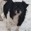 Maya, zauberhafte Hündin sucht Zuhause
