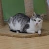 Lieber Tom sucht dringend ein Zuhause