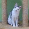 Lieber Tom sucht dringend ein Zuhause