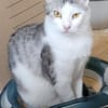 Lieber Tom sucht dringend ein Zuhause