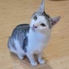 Lieber Tom sucht dringend ein Zuhause