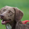 Lola sucht sportliche Menschen