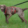 Lola sucht sportliche Menschen