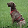 Lola sucht sportliche Menschen