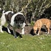 Samson - ein sanfter Riese