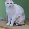 Guliver sucht dringend ein Zuhause