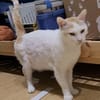 Guliver sucht dringend ein Zuhause