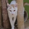 Guliver sucht dringend ein Zuhause