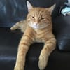 Dringend neue Bleibe für Zorro gesucht