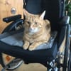 Dringend neue Bleibe für Zorro gesucht