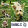 BOUCLÉ - kleiner Schatz sucht Sicherheit