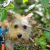BOUCLÉ - kleiner Schatz sucht Sicherheit