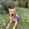 Ellie sucht ihr liebevolles Zuhause