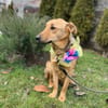 Ellie sucht ihr liebevolles Zuhause