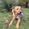 Ellie sucht ihr liebevolles Zuhause