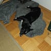 Merlin möchte endlich ankommen....