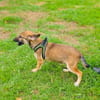 Max sucht ein Zuhause