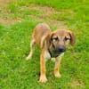 Max sucht ein Zuhause